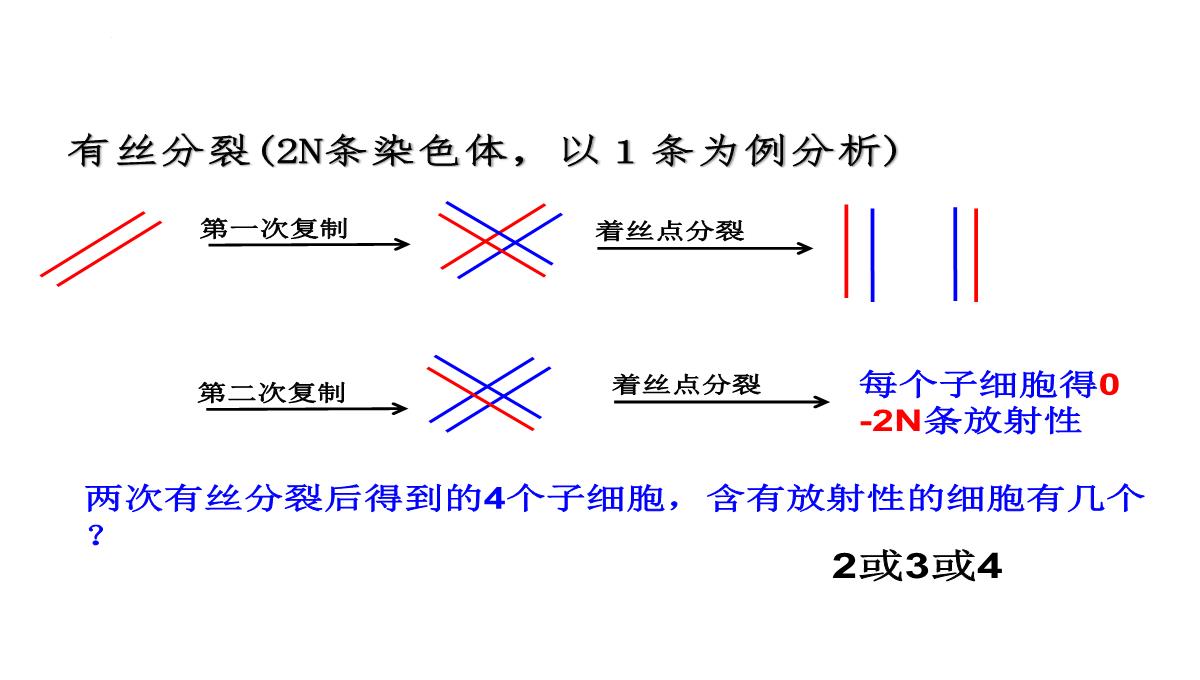 高三一轮复习生物课件：第11讲减数分裂和受精作用PPT模板_49