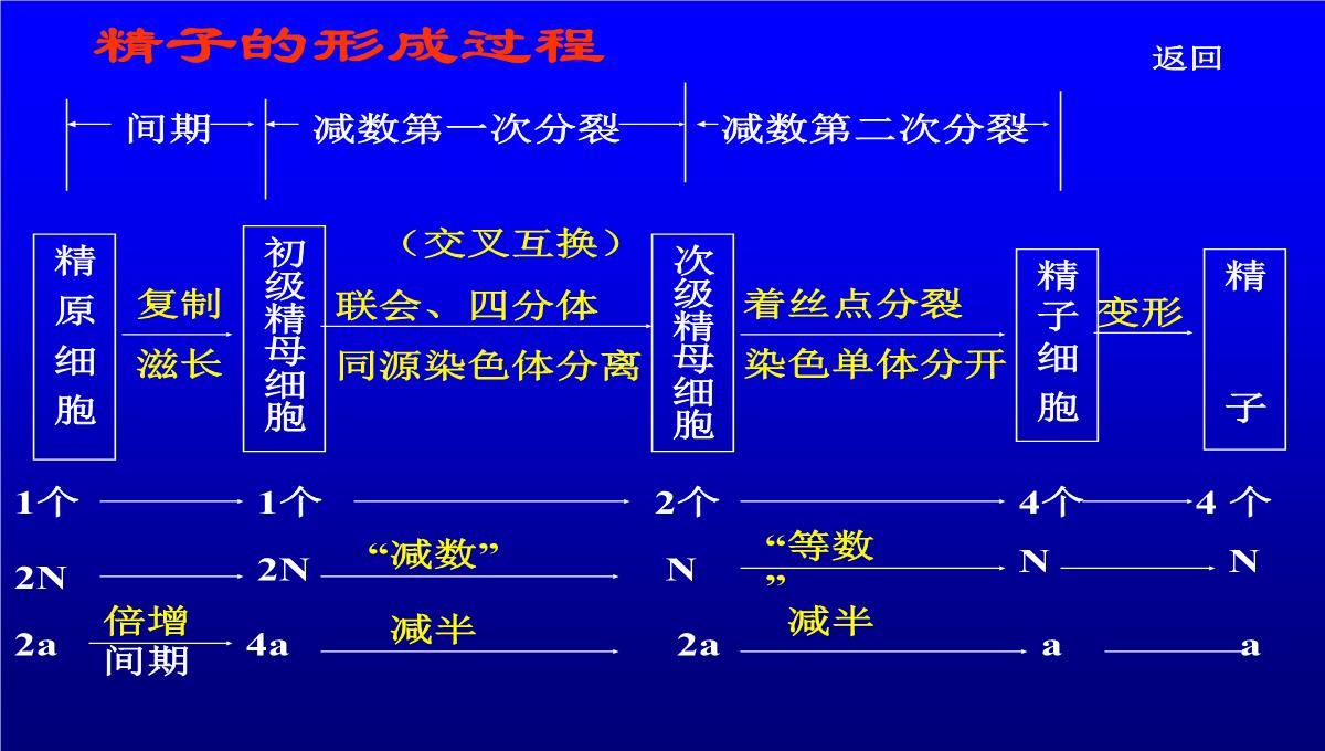 减数分裂和受精作用PPT模板_195