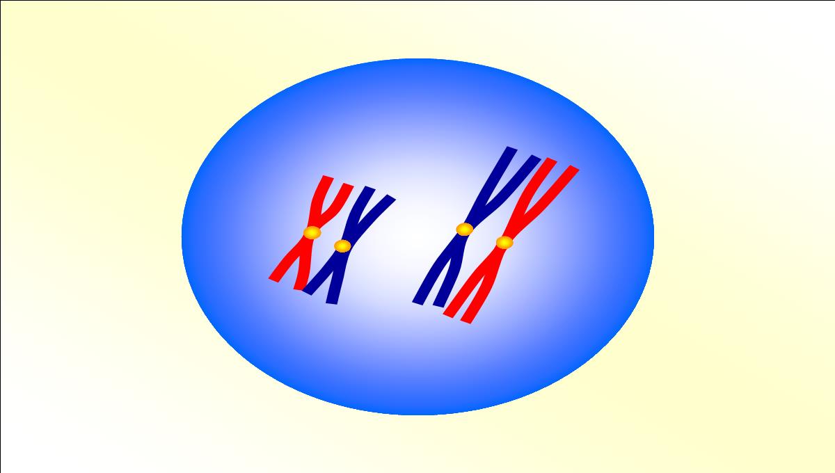 减数分裂和受精作用PPT模板_22