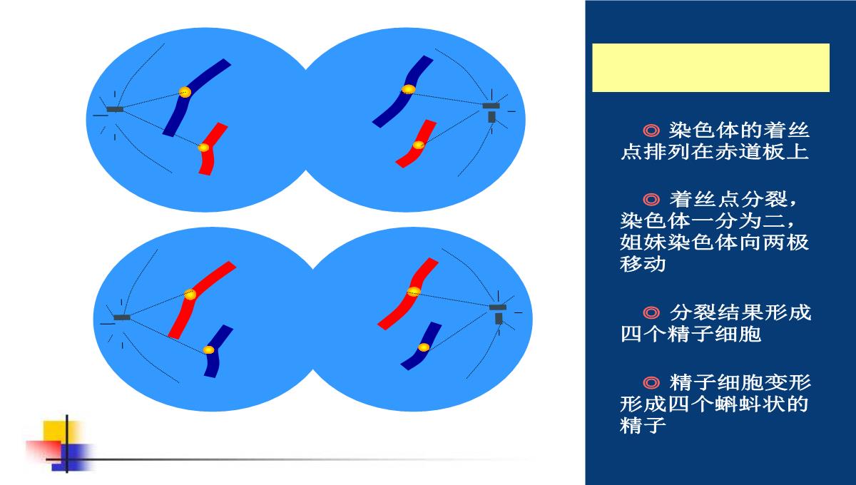 减数分裂和受精作用PPT模板_132