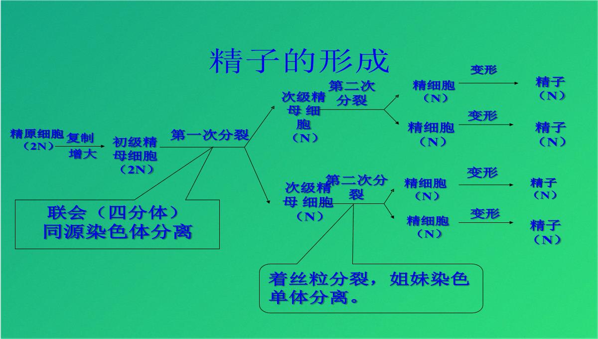 高减数分裂和受精作用(共69张PPT)PPT模板_43