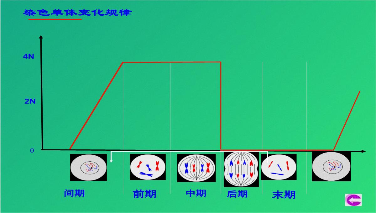 高减数分裂和受精作用(共69张PPT)PPT模板_09