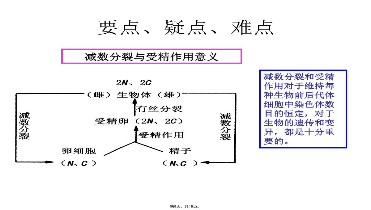 09届高三生物减数分裂和受精作用PPT模板_09