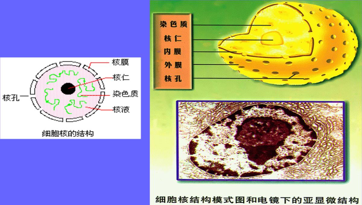 08年河南地区高二生物细胞核的结构和功能资料课件PPT模板_03