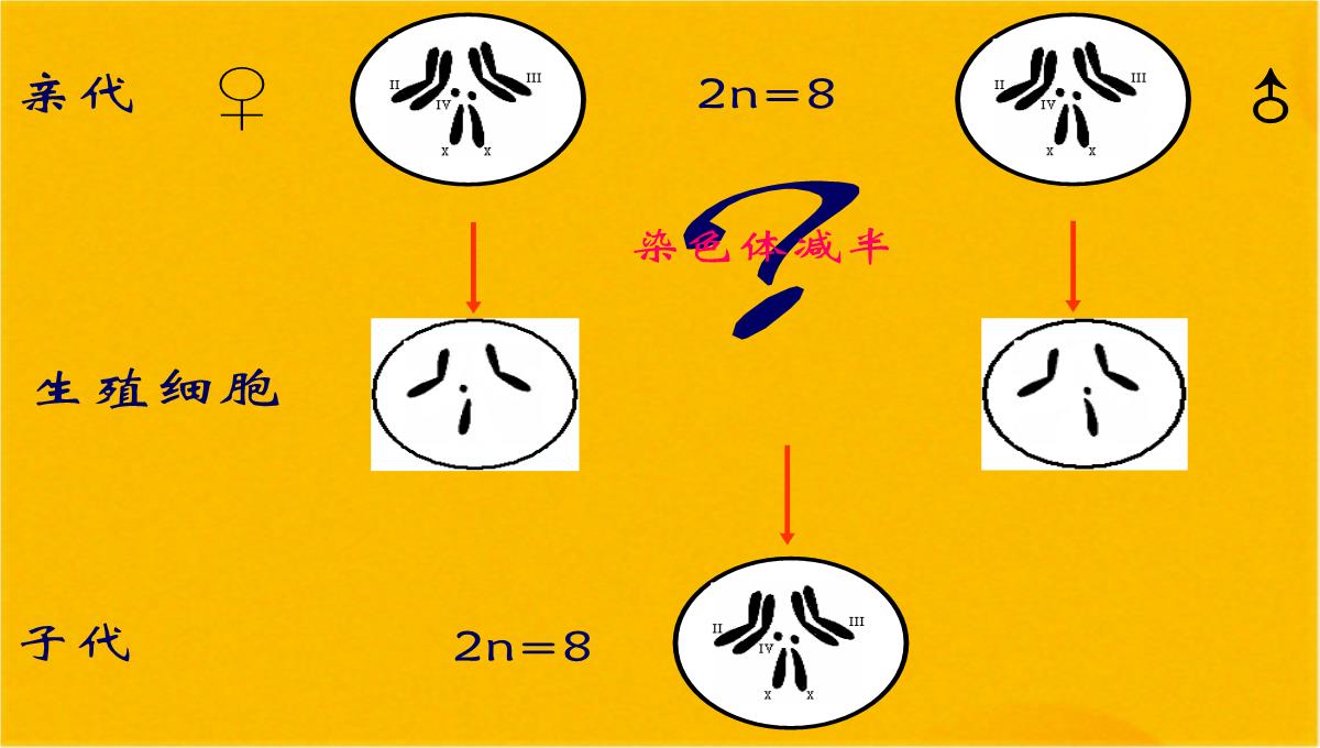 减数分裂和受精作用优质课件(共56张PPT)PPT模板_07