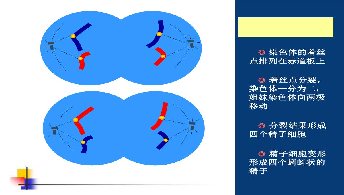 减数分裂和受精作用PPT模板_130