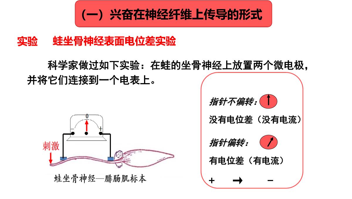 神经冲动的产生和传导课件2021-2022学年高二上学期生物人教版选择性必修一PPT模板_04