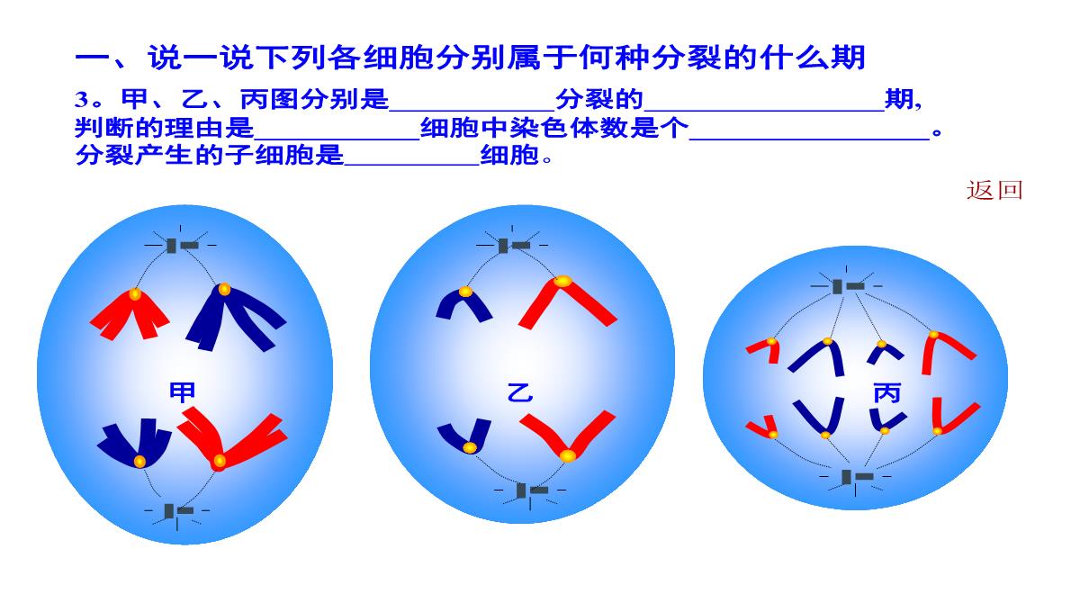 减数分裂和受精作用PPT模板_190