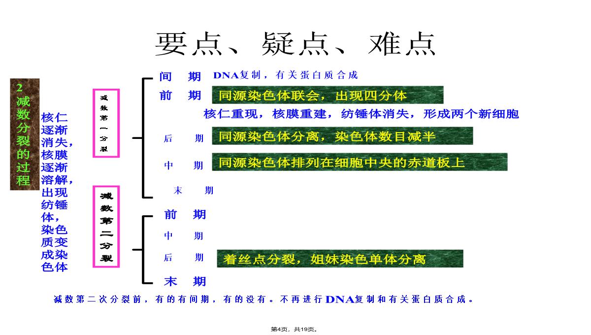 09届高三生物减数分裂和受精作用PPT模板_04