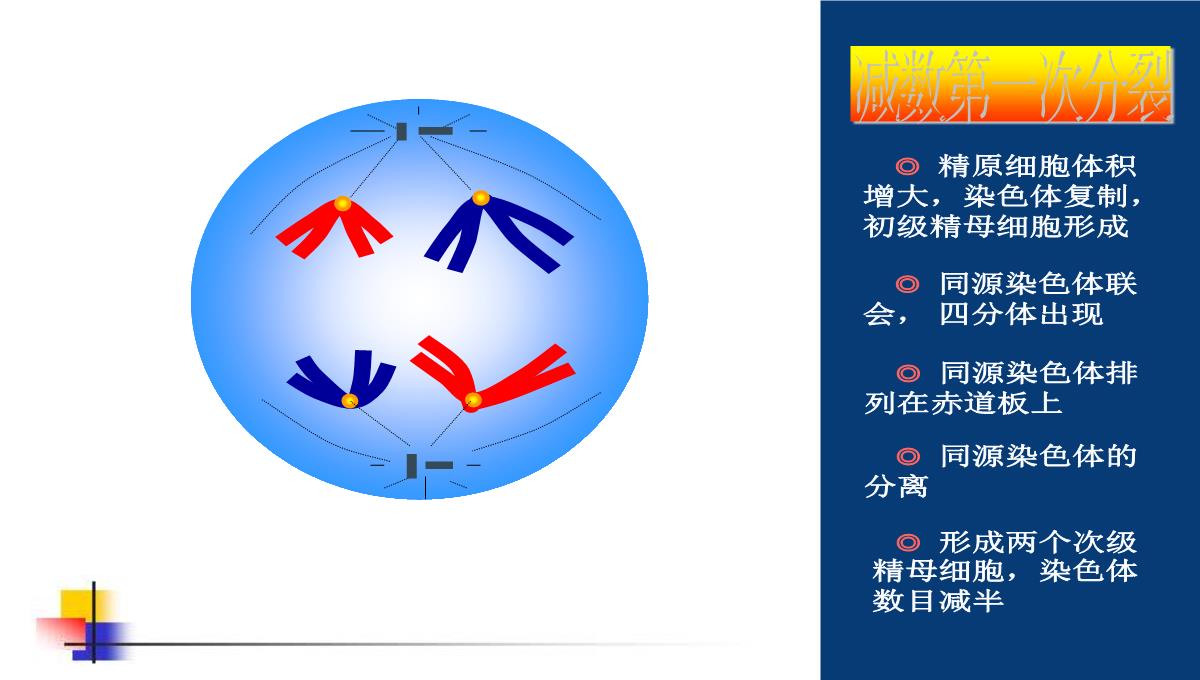 减数分裂和受精作用PPT模板_103