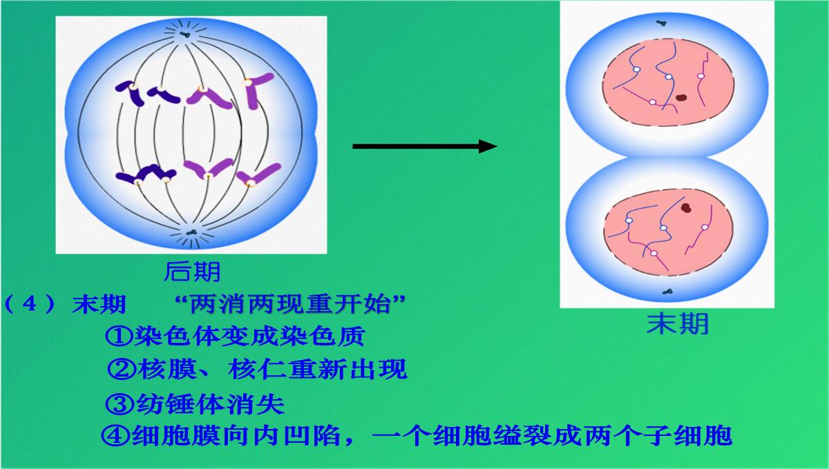 高减数分裂和受精作用(共69张PPT)PPT模板_06