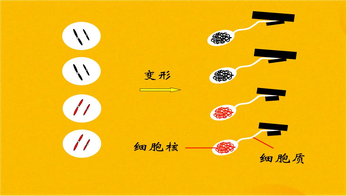 减数分裂和受精作用优质课件(共56张PPT)PPT模板_19