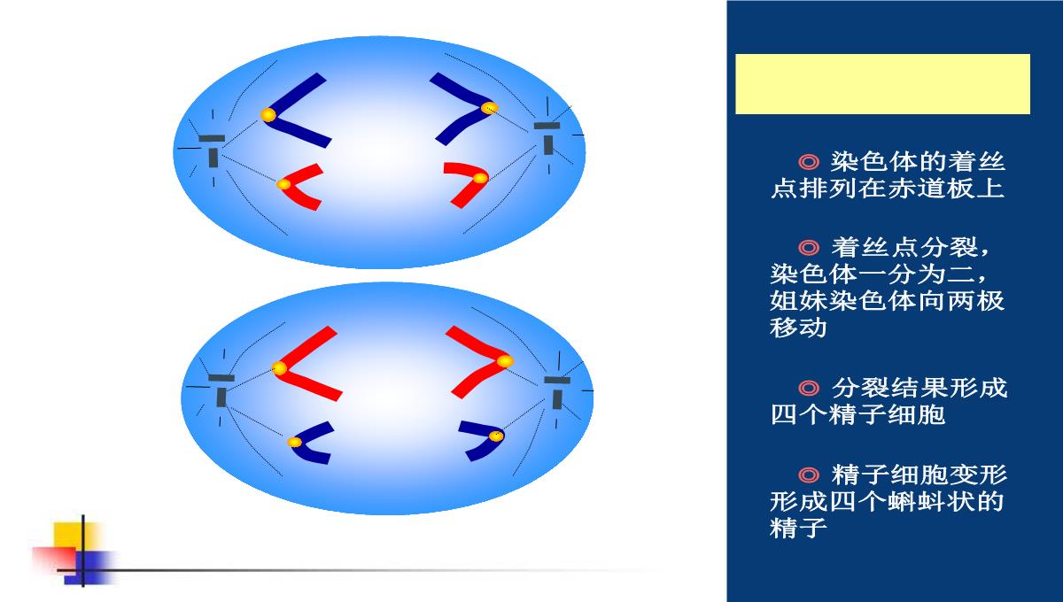 减数分裂和受精作用PPT模板_126