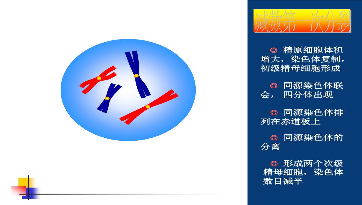 减数分裂和受精作用PPT模板_79