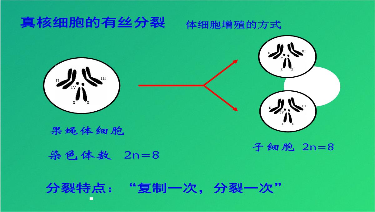 高减数分裂和受精作用(共69张PPT)PPT模板_16