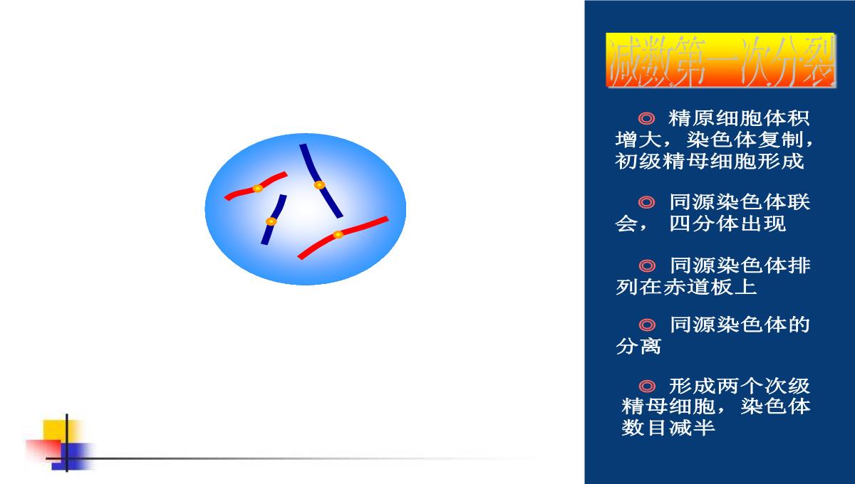 减数分裂和受精作用PPT模板_72