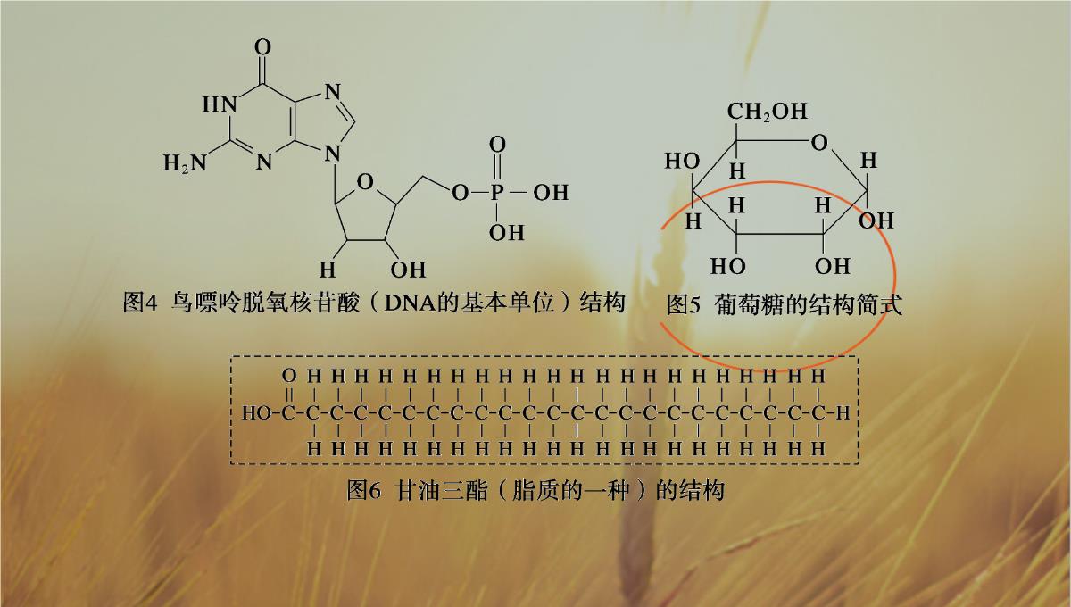 最新-2021生物北师大版必修1课件：第2章-第3课时-组成细胞的元素-精品PPT模板_07