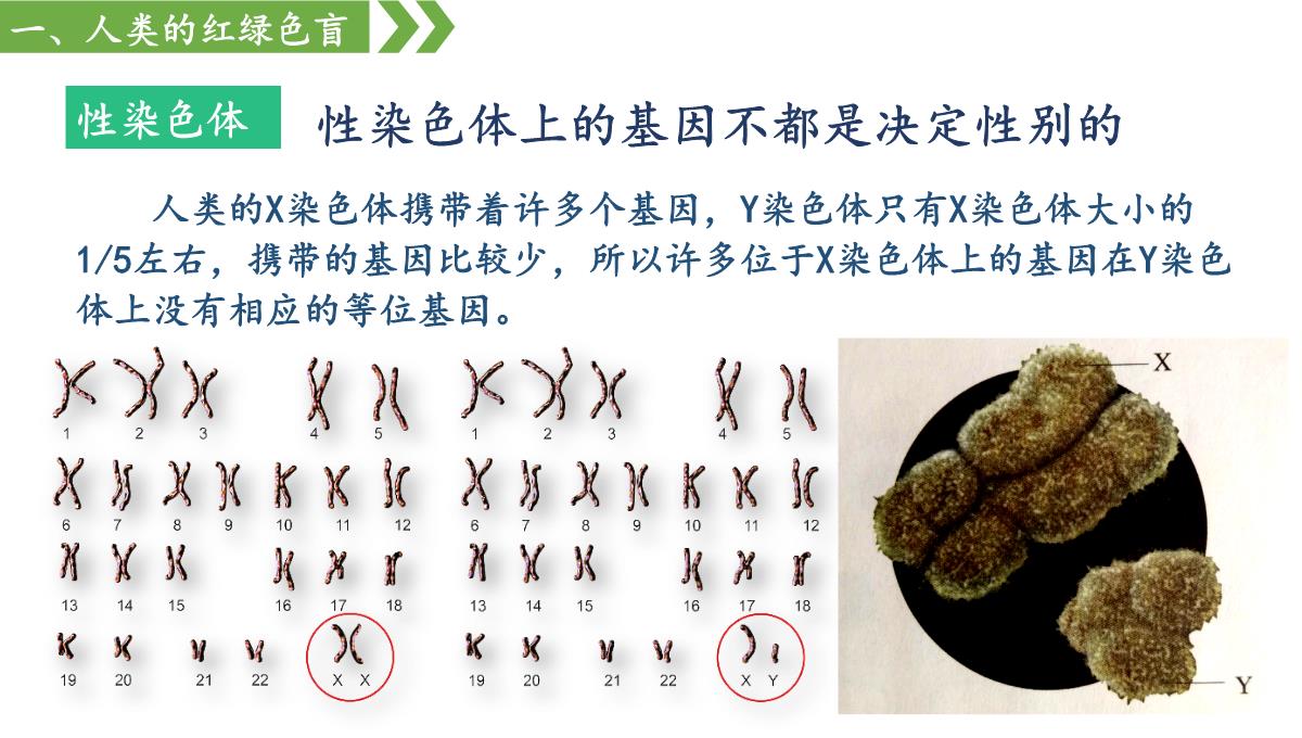 伴性遗传课件高一下学期生物人教版必修2PPT模板_09