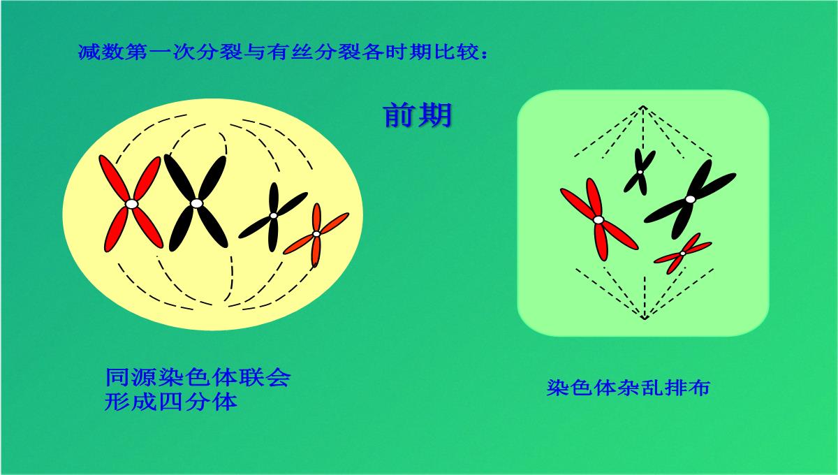 高减数分裂和受精作用(共69张PPT)PPT模板_26