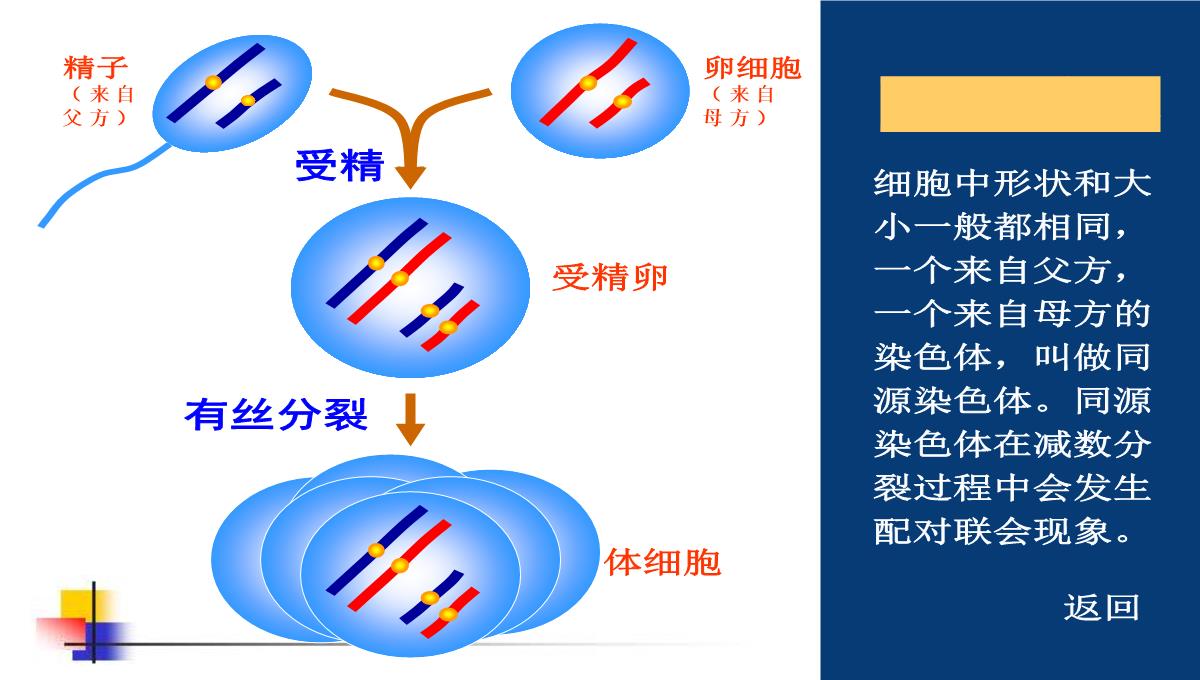 减数分裂和受精作用PPT模板_181