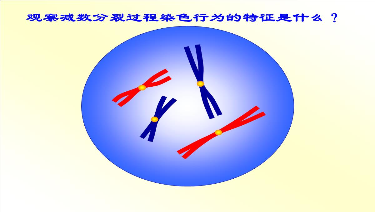 减数分裂和受精作用PPT模板_16