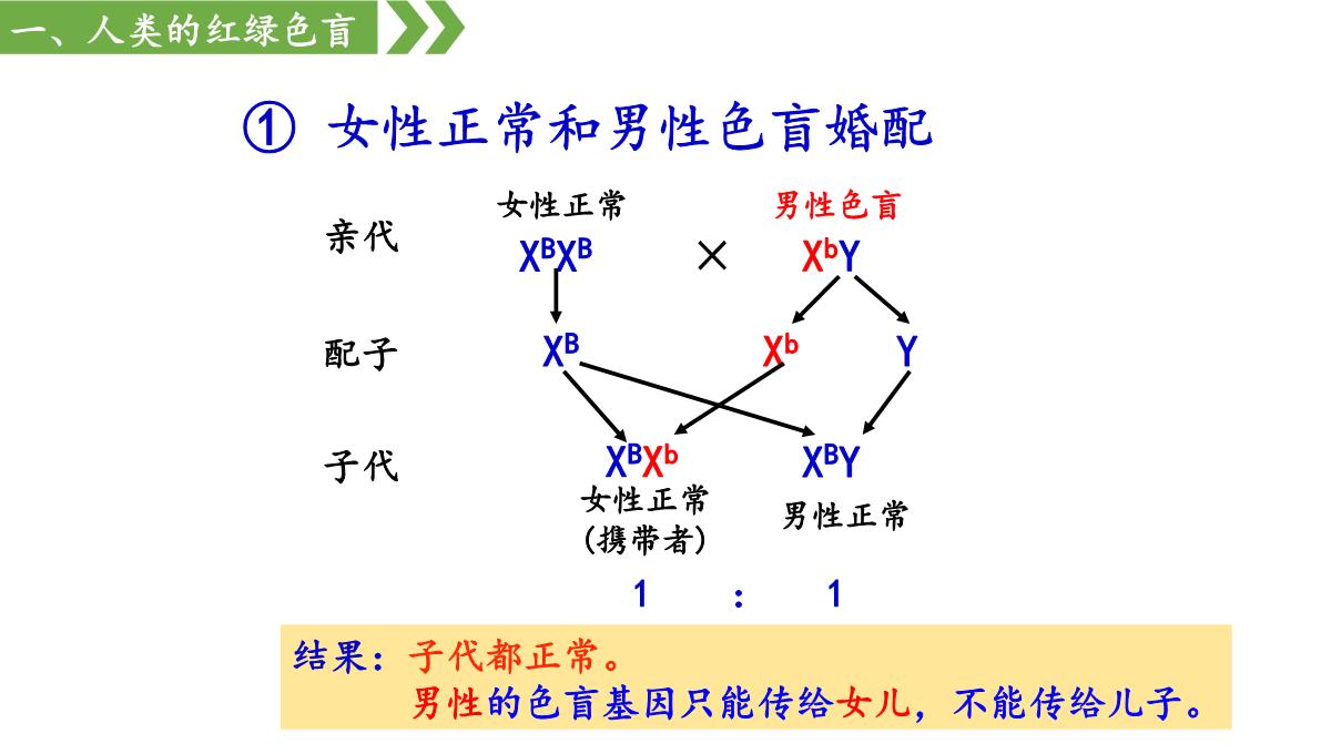 伴性遗传课件高一下学期生物人教版必修2PPT模板_18