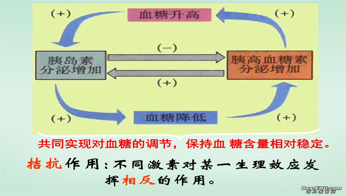 浙江省富阳市教研活动课高二生物动物激素的调节课件-新课标-人教版PPT模板_15