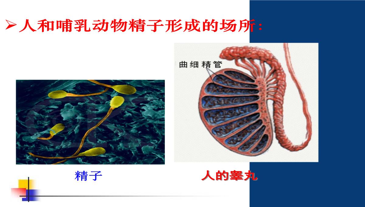 减数分裂和受精作用PPT模板_06