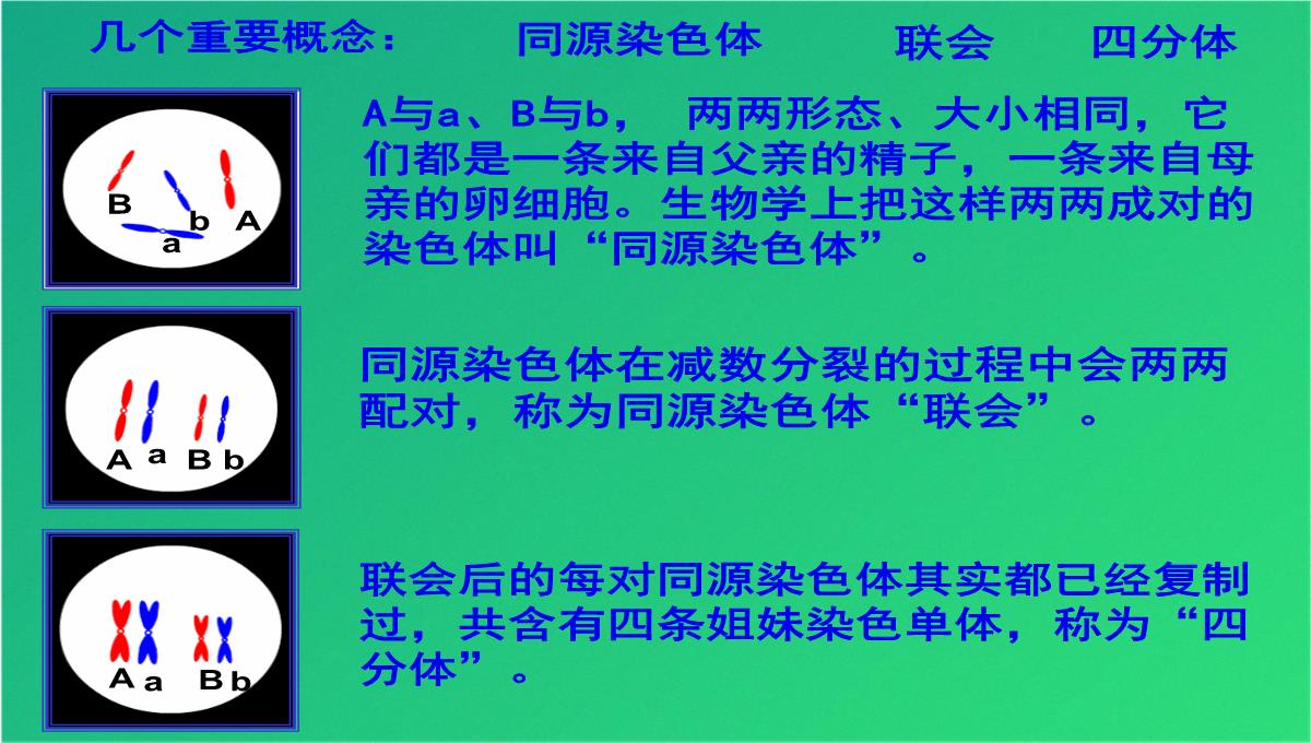 高减数分裂和受精作用(共69张PPT)PPT模板_66