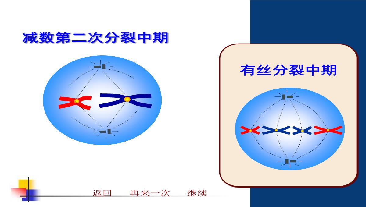 减数分裂和受精作用PPT模板_187