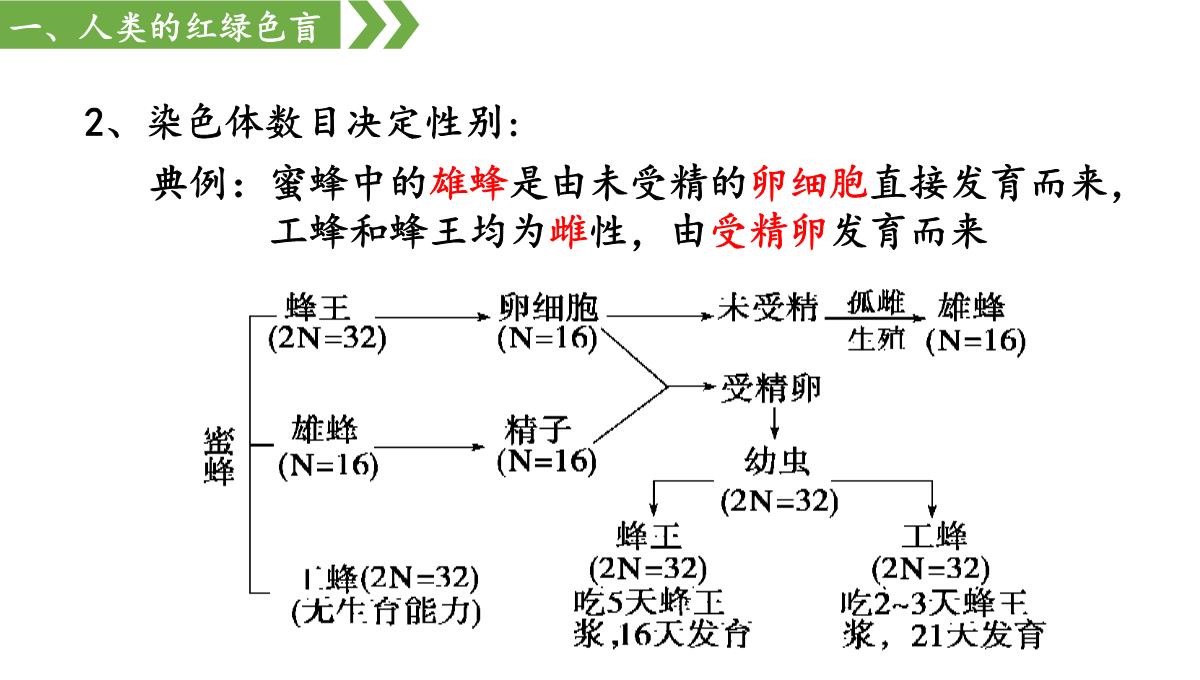 伴性遗传课件高一下学期生物人教版必修2PPT模板_10