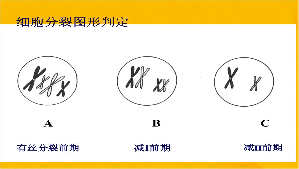 减数分裂和受精作用优质课件(共56张PPT)PPT模板_49