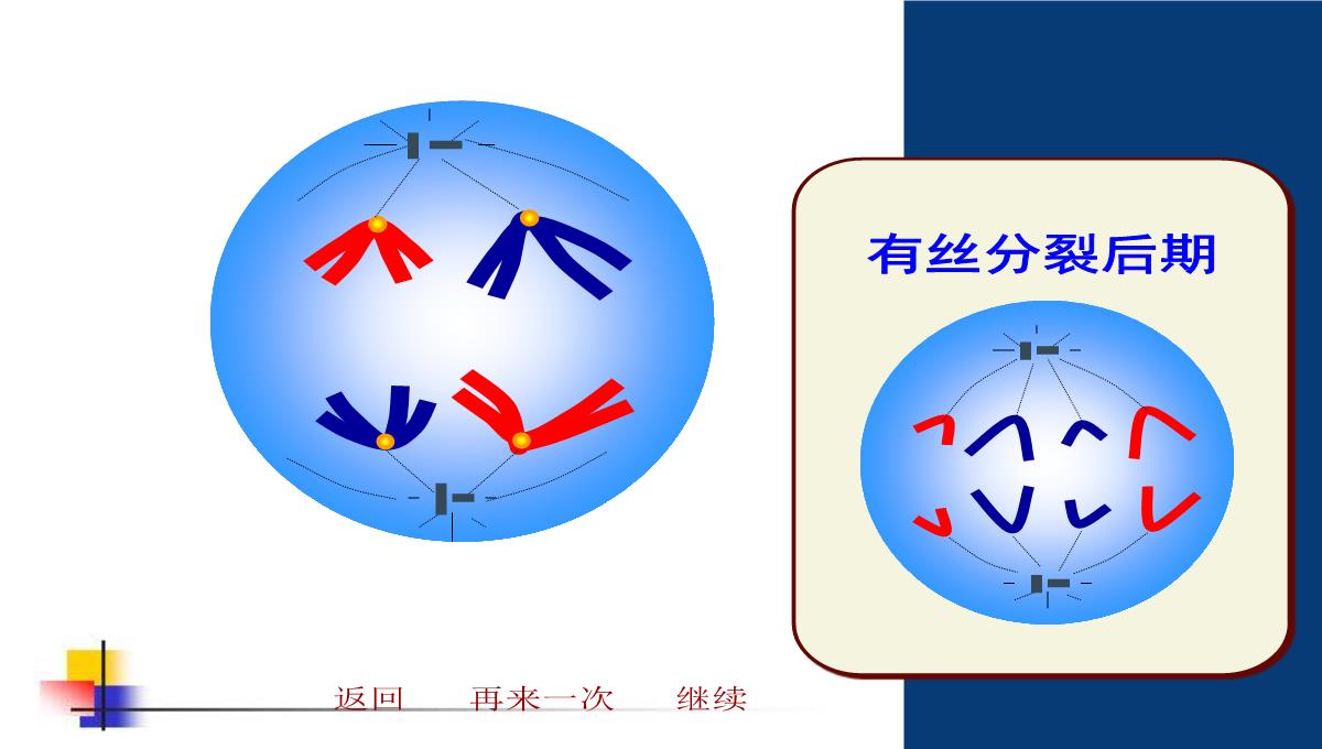 减数分裂和受精作用PPT模板_148