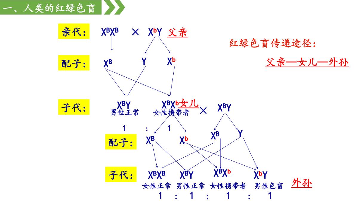 伴性遗传课件高一下学期生物人教版必修2PPT模板_22