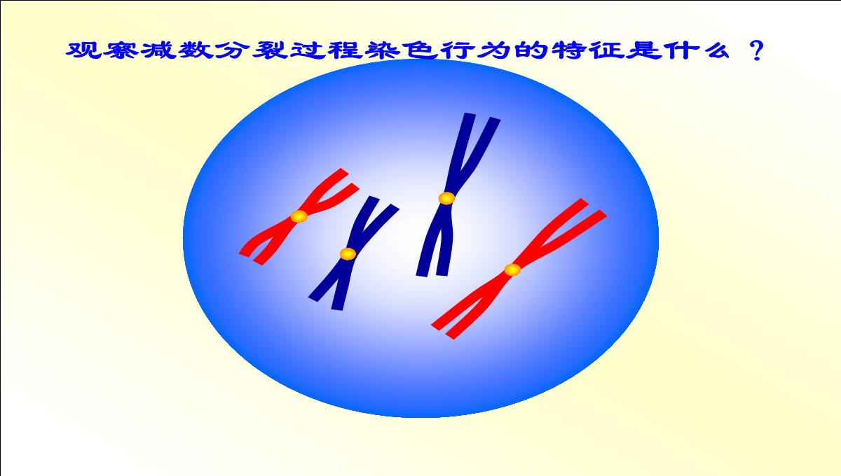 减数分裂和受精作用PPT模板_19