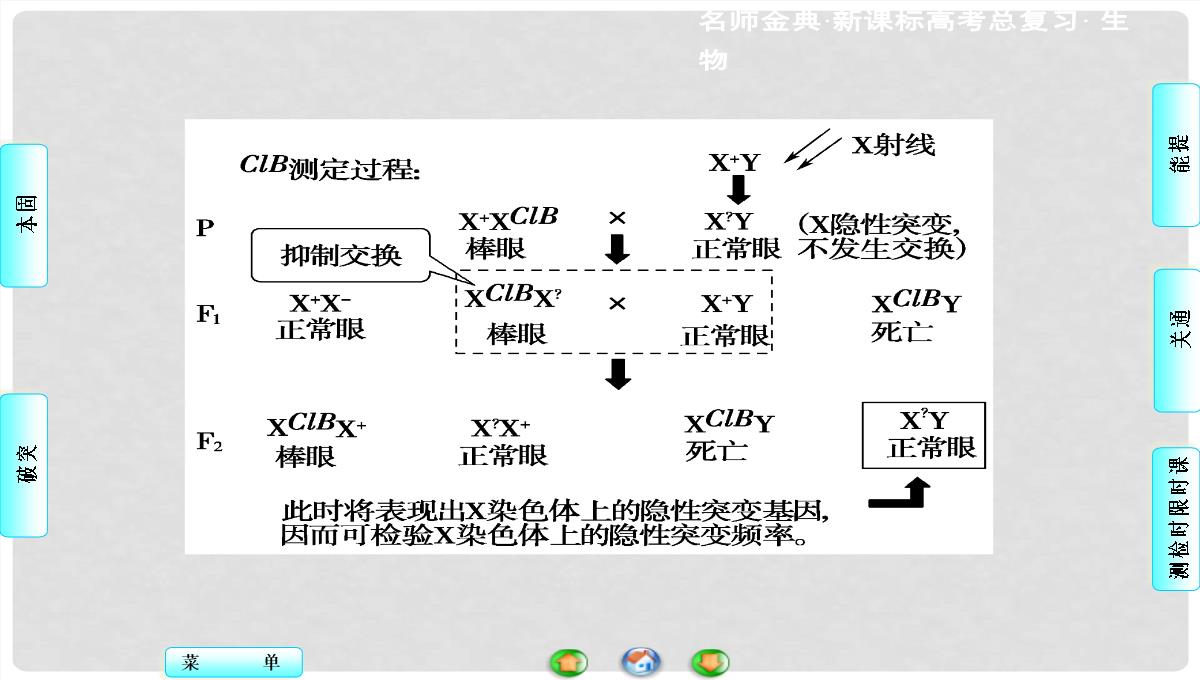 高考生物总复习-第1单元-第3讲-基因在染色体上和伴性遗传课件-新人教版必修2PPT模板_115