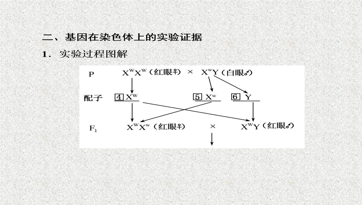 2015届高考生物(人教版通用)总复习教学课件：第17讲-基因在染色体上和伴性遗传PPT模板_06