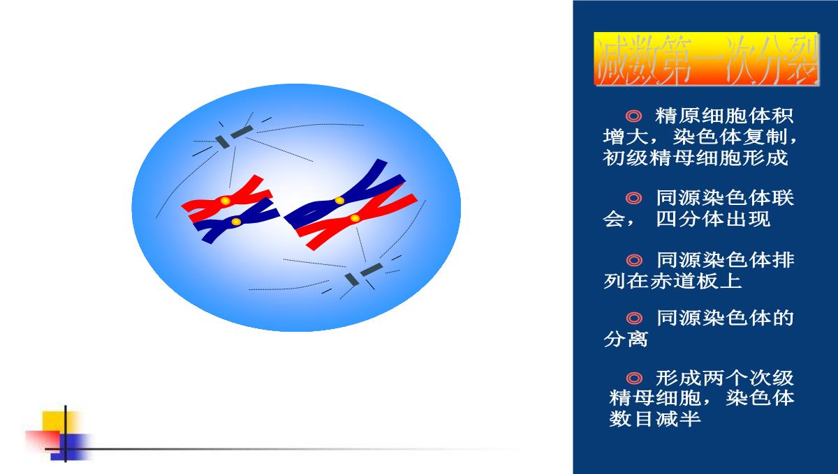 减数分裂和受精作用PPT模板_93