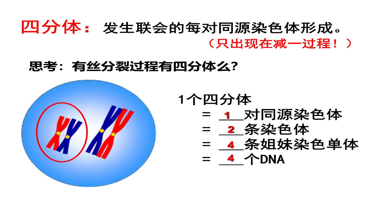 高三一轮复习生物课件：第11讲减数分裂和受精作用PPT模板_10