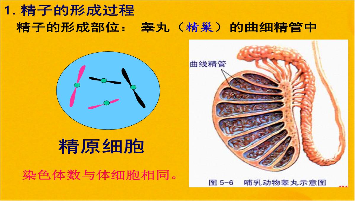 减数分裂和受精作用优质课件(共56张PPT)PPT模板_10