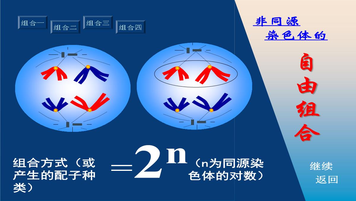 减数分裂和受精作用PPT模板_167