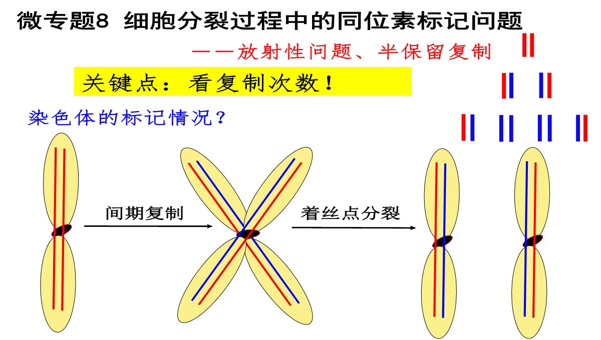 高三一轮复习生物课件：第11讲减数分裂和受精作用PPT模板_47