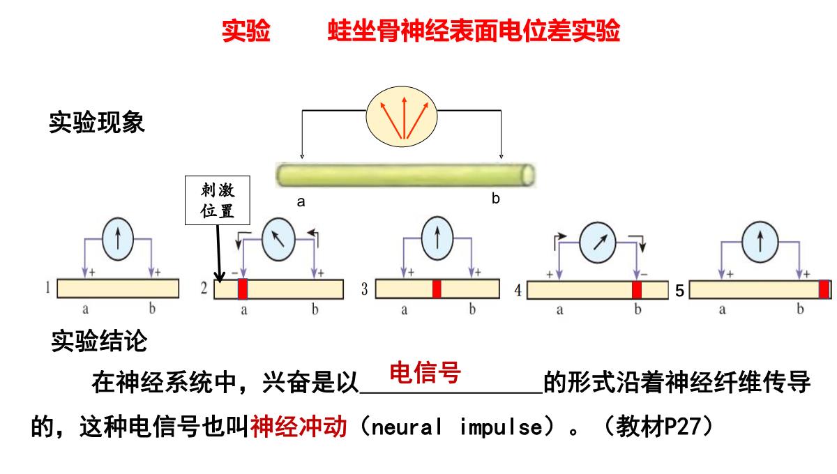 神经冲动的产生和传导课件2021-2022学年高二上学期生物人教版选择性必修一PPT模板_06