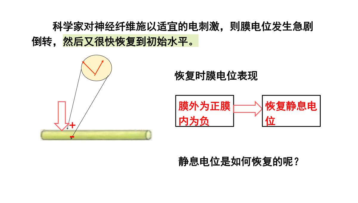 神经冲动的产生和传导课件2021-2022学年高二上学期生物人教版选择性必修一PPT模板_13