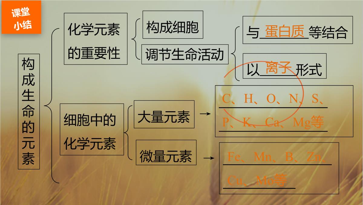 最新-2021生物北师大版必修1课件：第2章-第3课时-组成细胞的元素-精品PPT模板_29