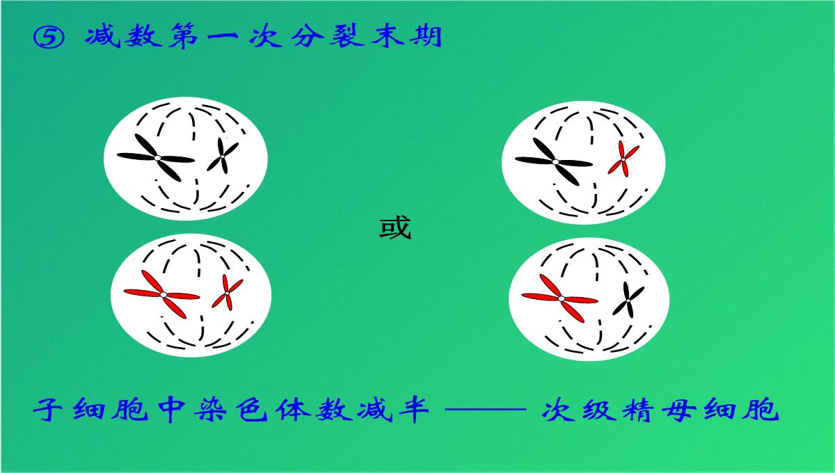 高减数分裂和受精作用(共69张PPT)PPT模板_31