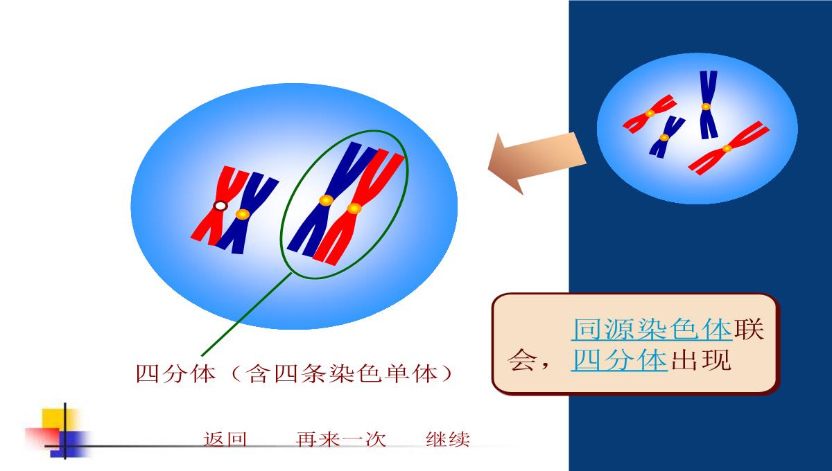 减数分裂和受精作用PPT模板_163