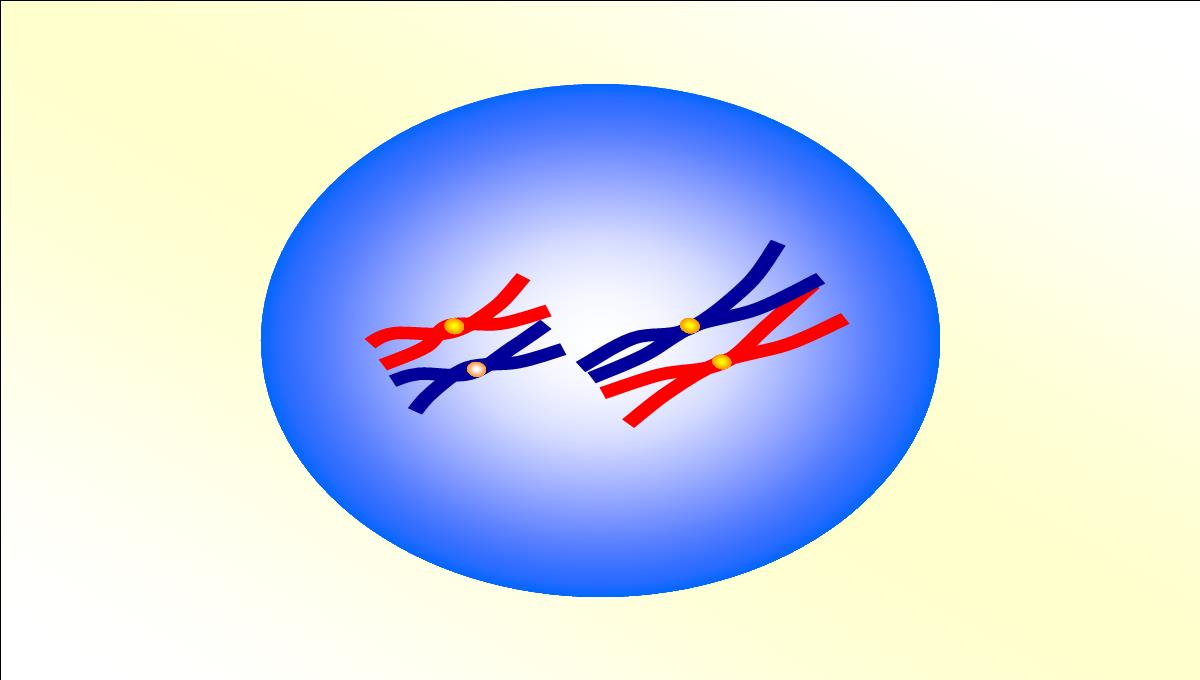 减数分裂和受精作用PPT模板_29