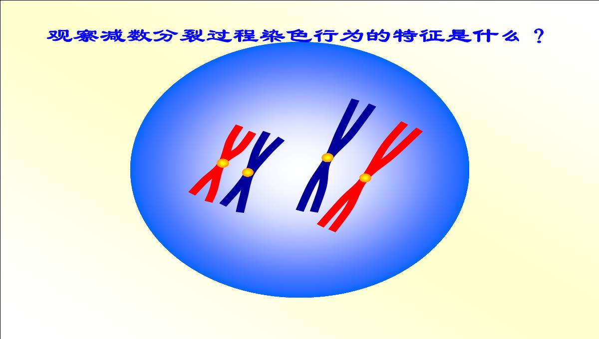 减数分裂和受精作用PPT模板_21