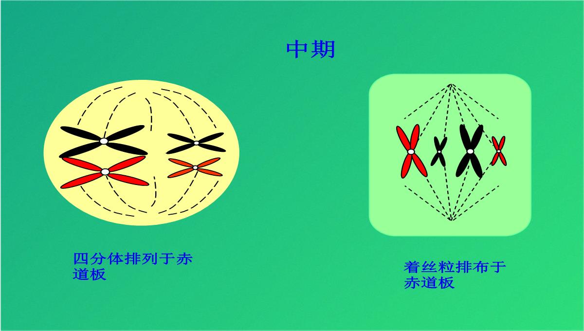 高减数分裂和受精作用(共69张PPT)PPT模板_28